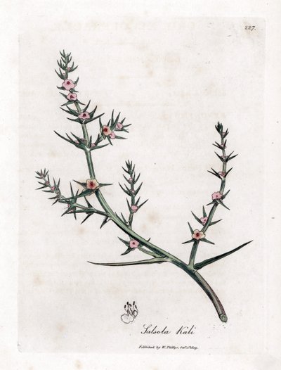 Brandende soda - Stekelige zoutmelde, Kali turgida. Handgekleurde kopergravure uit een botanische illustratie door James Sowerby uit William Woodville en Sir William Jackson Hooker