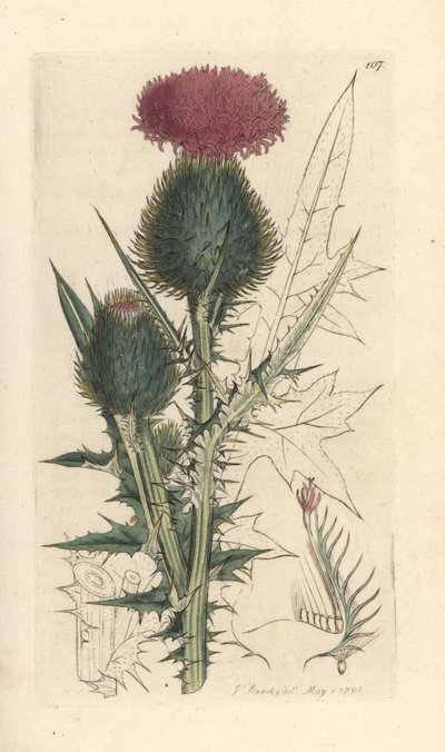 Speerdistel, Cirsium vulgare (Carduus lanceolatus) door James Sowerby