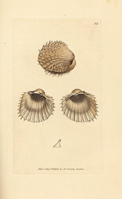 Stekelige hartschelp, Acanthocardia aculeata. Illustratie van James Sowerby uit 