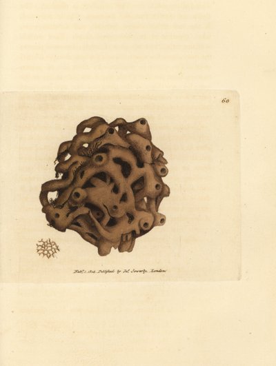 Spons, Haliclona cinerea (Geannuleerde spons, Spongia cancellata). Handgekleurde kopergravure door James Sowerby uit The British Miscellany, of Coloured figures of new, rare, or little known animal subjects. door James Sowerby