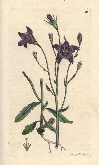 Kleine klokjesbloem, Campanula patula. Handgekleurde kopergravure naar een illustratie van James Sowerby uit James Smith