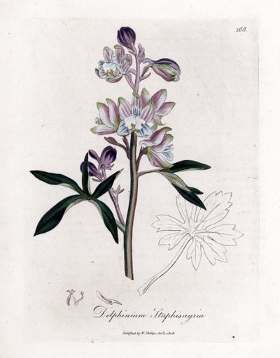 Palmbladige ridderspoor, Delphinium staphisagria. Illustratie van James Sowerby uit William Woodville en Sir William Jackson Hooker