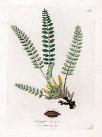 Stengelloze Astragalus - Stengelloze melkveder, Astragalus excapus. Handgekleurde kopergravure uit een botanische illustratie door James Sowerby uit William Woodville en Sir William Jackson Hooker