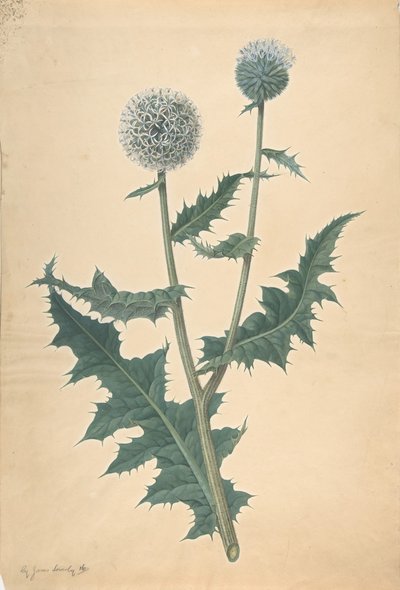Studie van een Distel door James Sowerby