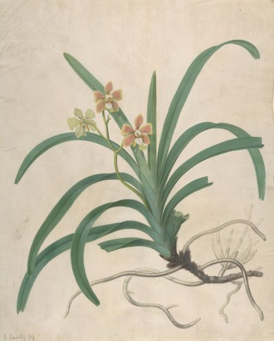 Studie van een Orchidee, Vanda Roxburgia door James Sowerby