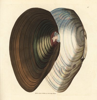 Zwanenmossel, Anodonta stagnalis (Mytilus stagnalis). Handgekleurde kopergravure door James Sowerby uit The British Miscellany, of Coloured figures of new, rare, or little known animal subjects. door James Sowerby