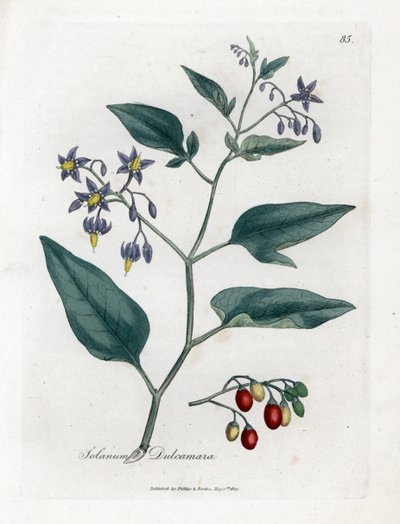 Zoete bitter of zoete bittere nachtschade - Houtige nachtschade, Solanum dulcamara. Handgekleurde kopergravure uit een botanische illustratie door James Sowerby uit William Woodville en Sir William Jackson Hooker