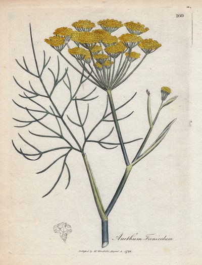 Venkel. Illustratie van James Sowerby in 