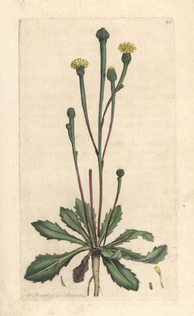 Zwijnscichorei, Arnoseris minima (Hyoseris minima) door James Sowerby
