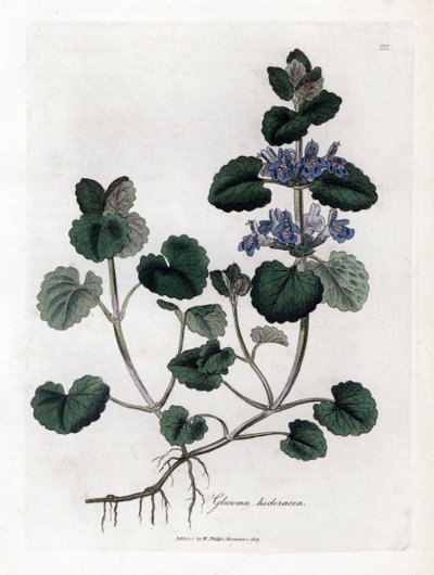 Aardse klimop - Hondsdraf, Glechoma hederacea. Handgekleurde kopergravure uit een botanische illustratie door James Sowerby uit William Woodville en Sir William Jackson Hooker