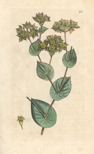 Rondbladig bupleurum, Bupleurum rotundifolium. Handgekleurde kopergravure naar een illustratie door James Sowerby uit James Smith