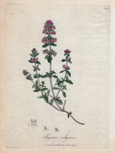 Tijm (Thymus vulgaris). Handgekleurde kopergravure uit een illustratie door James Sowerby. Fragment uit het boek van William Woodville en Sir William Jackson Hooker 