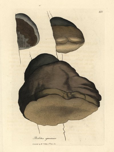 Tonderzwam of agaric paddenstoel, Boletus igniarius door James Sowerby