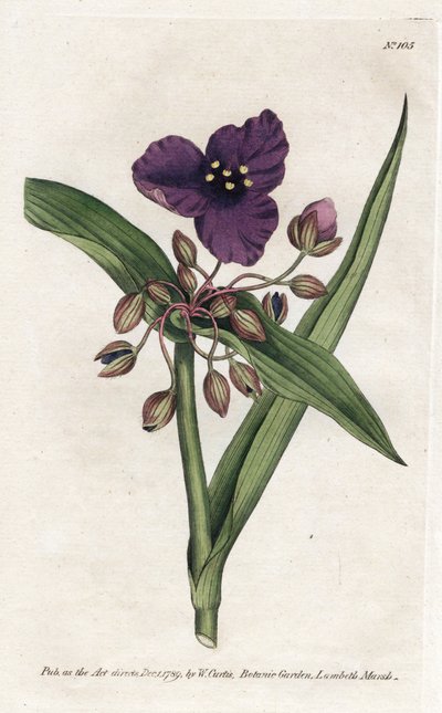 Tradescantia of setcreasee - Lithografie door James Sowerby (1757-1822), uit William Curtis