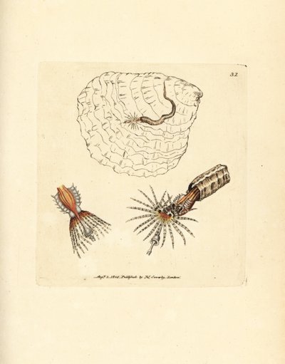 Buisvormende annelide waaierworm, Spirobranchus triqueter door James Sowerby