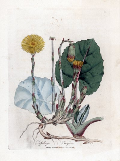 Klein hoefblad, Tussilago farfara. Illustratie van James Sowerby uit William Woodville en Sir William Jackson Hooker