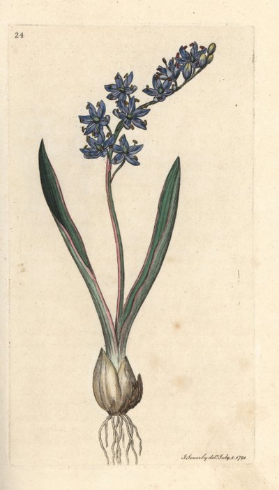 Tweebladige scilla, Scilla bifolia Handgekleurde kopergravure naar een illustratie door James Sowerby uit James Smith
