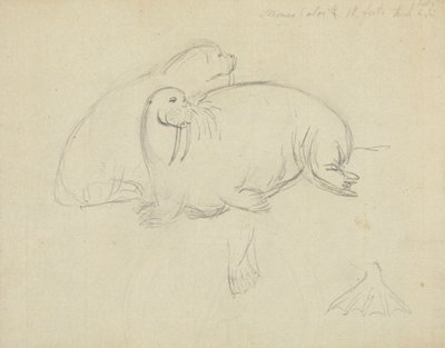 Twee walrussen met detail van flippers door James Sowerby