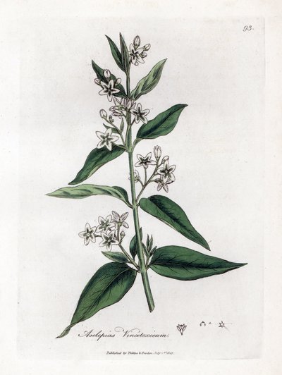 Zijdeplant, Asclepias vincetoxicum. Illustratie van James Sowerby uit William Woodville en Sir William Jackson Hooker