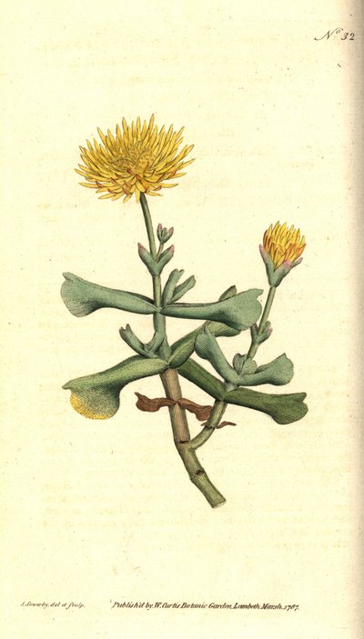 Varieteit van ficoid - Bijlbladige vijgmarigold, Mesembryanthemum dolabriforme. Handgekleurde kopergravure en botanische illustratie door James Sowerby uit William Curtis