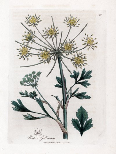 Lovage-leaved bubon, Bubon galbanum door James Sowerby