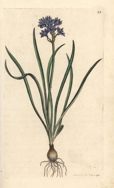 Voorjaarsster, Scilla verna (Voorjaars scille) Handgekleurde kopergravure naar een illustratie door James Sowerby uit James Smith