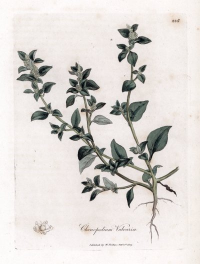 Stinkende ganzenvoet - Stinkende ganzenvoet, Chenopodium vulvaria. Handgekleurde kopergravure uit een botanische illustratie door James Sowerby uit William Woodville en Sir William Jackson Hooker
