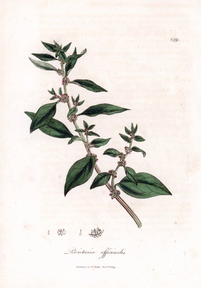 Muurbloem, Parietaria officinalis. Illustratie van James Sowerby uit William Woodville en Sir William Jackson Hooker