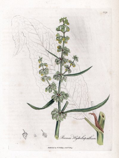 Grote waterzuring, Rumex hydrolapathum. Illustratie van James Sowerby uit William Woodville en Sir William Jackson Hooker
