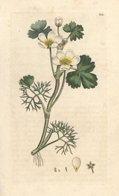 Waterranonkel, Ranunculus aquatilis (Aquatische boterbloem) Handgekleurde kopergravure naar een illustratie van James Sowerby uit James Smith