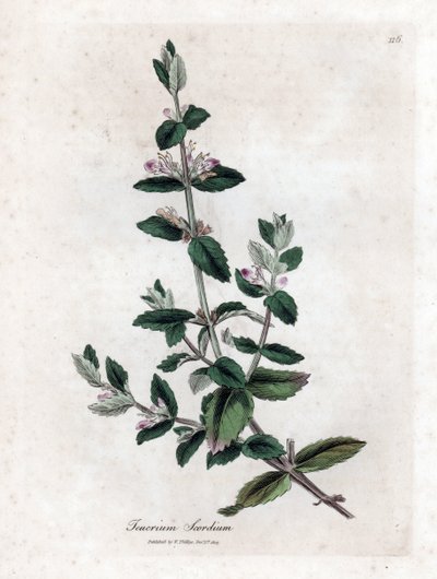 Water germandree - Water germander, Teucrium scordium. Handgekleurde kopergravure uit een botanische illustratie door James Sowerby uit William Woodville en Sir William Jackson Hooker