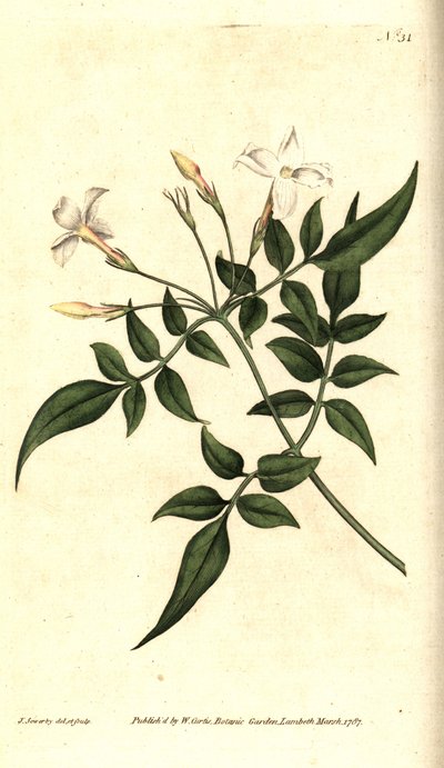 Witte jasmijn (of Jasmijn officinalis) door James Sowerby