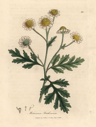 Wit en geel bloeiende moederkruid, Matricaria parthenium door James Sowerby