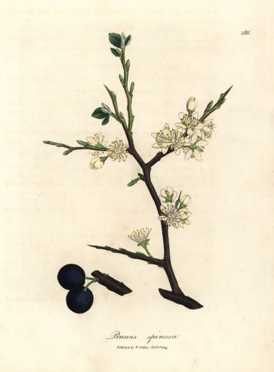 Witte bloesem en blauwe bessen van de sleedoorn, Prunus spinosa door James Sowerby