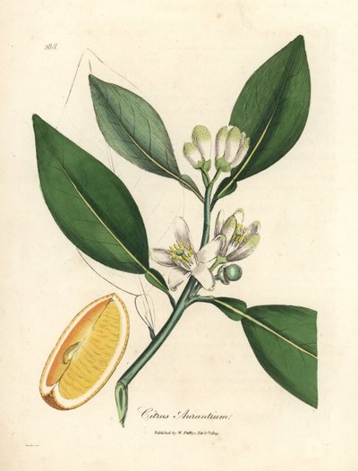 Witte bloesem en rijp fruitsegment van de sinaasappelboom, Citrus aurantium door James Sowerby