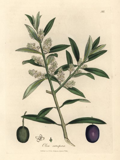 Witbloemige Europese olijfboom met vrucht, Olea europaea door James Sowerby