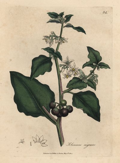 Witbloemige, zwarte bes, tuinnachtschade, Solanum nigrum door James Sowerby