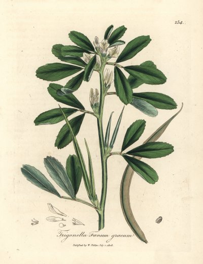 Wit bloeiende fenegriek met zaaddoos, Trigonella foenum graecum door James Sowerby