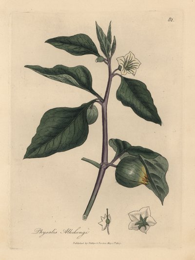 Witbloemige lampionplant, Physalis alkekengi door James Sowerby
