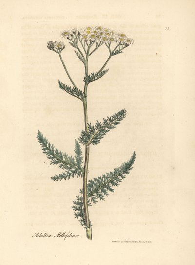 Witbloemige duizendblad of duizendblad, Achillea millefolium door James Sowerby