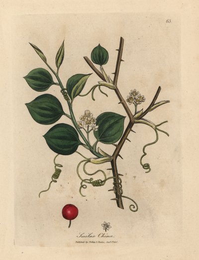 Witte bloemen, ranken en rode bes van Chinese smilax door James Sowerby