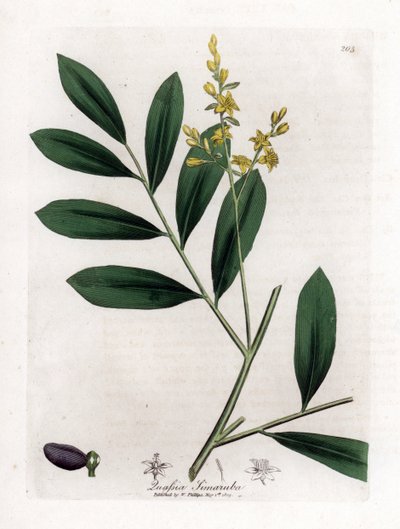 Witte mahonie of marupa - Simaruba, Simarouba amara. Handgekleurde kopergravure uit een botanische illustratie door James Sowerby uit William Woodville en Sir William Jackson Hooker