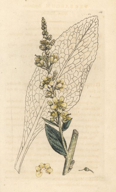 Witte toorts, Verbasum lychnitis (molene) door James Sowerby