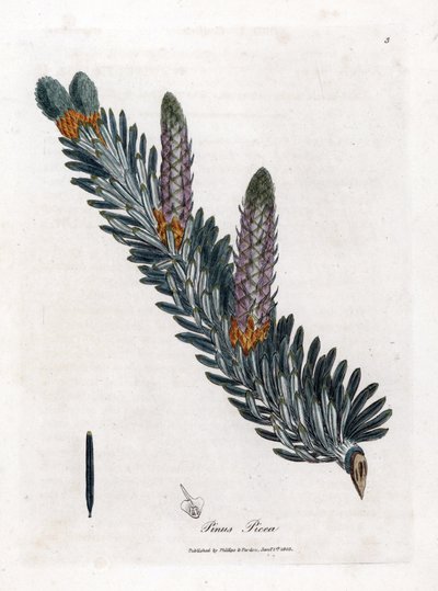 Witte of gewone spar - Zilverspar, Abies alba. Handgekleurde kopergravure uit een botanische illustratie door James Sowerby uit William Woodville en Sir William Jackson Hooker