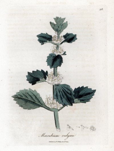 Witte malrove, Marrubium vulgare. Illustratie van James Sowerby uit William Woodville en Sir William Jackson Hooker