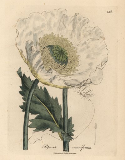 Witte papaver, Papaver somniferum door James Sowerby
