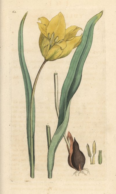 Bostulp, Tulipa sylvestris. Illustratie van James Sowerby uit James Smith