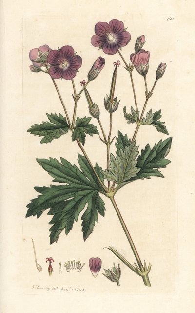 Bosooievaarsbek of bosgeranium, Geranium sylvaticum (bosgeranium) door James Sowerby