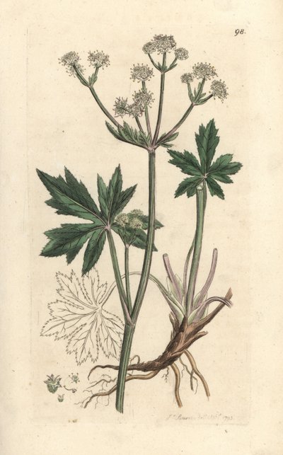 Boslieveheersbeestje, Sanicula europaea. Illustratie van James Sowerby uit James Smith