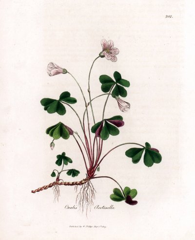 Bosklaverzuring of bosoxalide - Bosklaverzuring, Oxalis acetosella. Handgekleurde kopergravure uit een botanische illustratie door James Sowerby uit William Woodville en Sir William Jackson Hooker